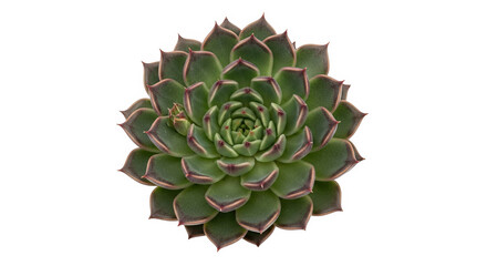 Fototapeta premium Echeveria Succulent Top View Closeup