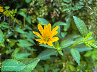 Bright Yellow Helenium Flower on Green Background — Summer Wildflower Close-Up