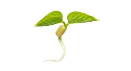 Bean Sprout Seedling On Black Background