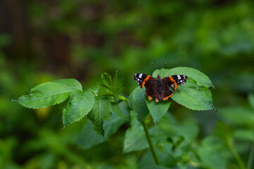Red Admiral Butterfly on Green Leaves