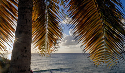 Tranquil Ocean View with Palm Leaves at Sunset