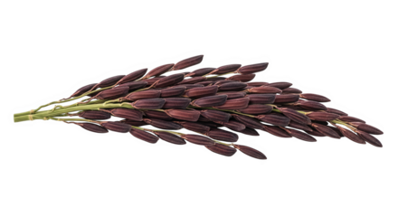 Dark Purple Rice Grains Closeup