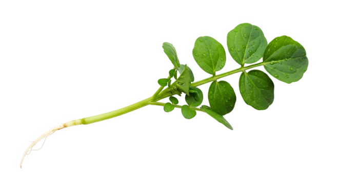 Dewy Potato Plant Sprout Closeup