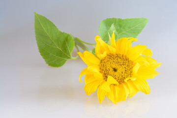 Small sunflower flower lying on light background