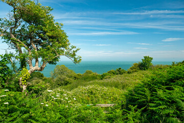 Isle of Wight Landscape