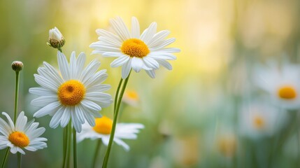 Fototapeta premium Blooming flowers of Matricaria recutita, known alternatively as Matricaria chamomilla or Chamomile, are captured in a close-up shot emphasizing their botanical and herbal aspects