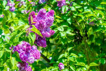 Pink lilac blooms in the Botanical garden
