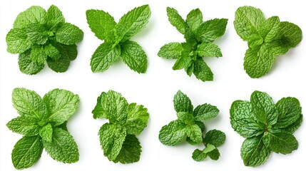 Fresh Mint Leaves Collection for Culinary Use, Herbs, Natural Ingredients, Green Backgrounds, Aromatic Plants, and Cooking Applications