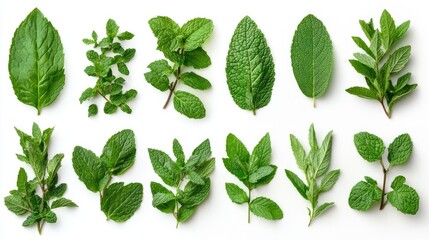Assortment of Fresh Green Mint Leaves Varieties Displayed in a Creative Arrangement on a White Background
