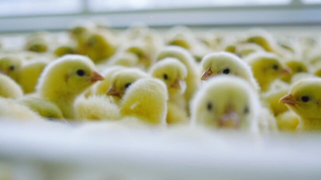 Fluffy yellow chicks move gently in hatchery tray, soft focus, slow motion