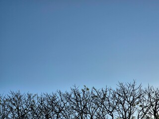Row of bare tree branches reaching into a clear blue sky on a calm sunny day in summer season. Copy space