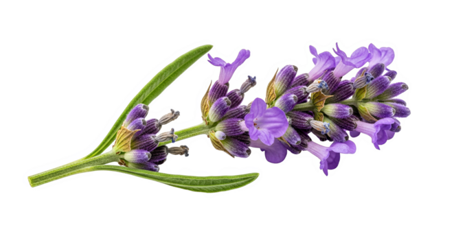 Lavender Flower Closeup Purple Blooms