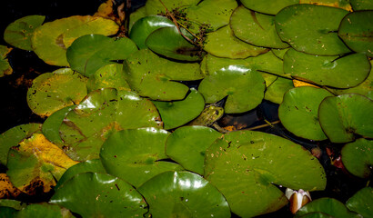 Lily Pads and Frog in a Serene Pond in Bayern, Germany