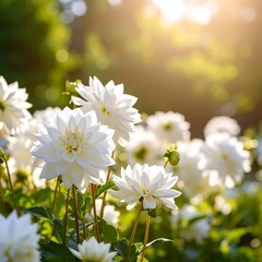 Sunlit white dahlias in a garden setting, bokeh background