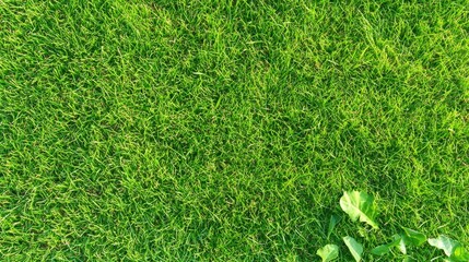 Fresh Green Grass Texture on a Sunny Day with a Touch of Small Plants and Leaves in Natural Environment