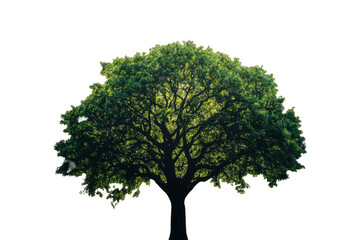 Large green tree with wide canopy and intricate branches showcases vibrant leaves, symbolizing nature beauty and tranquility. This majestic tree stands tall, inviting admiration