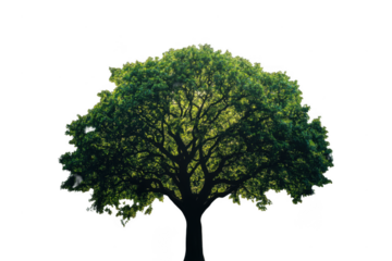 Large green tree with wide canopy and intricate branches showcases vibrant leaves, symbolizing nature beauty and tranquility. This majestic tree stands tall, inviting admiration