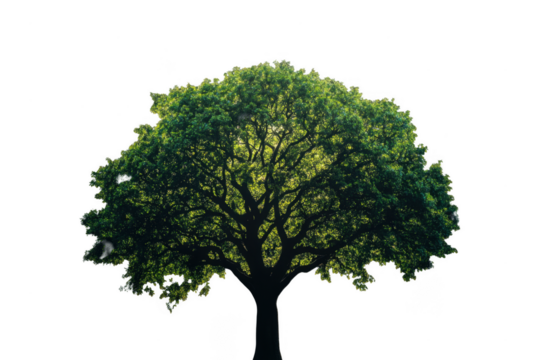 Large green tree with wide canopy and intricate branches showcases vibrant leaves, symbolizing nature beauty and tranquility. This majestic tree stands tall, inviting admiration
