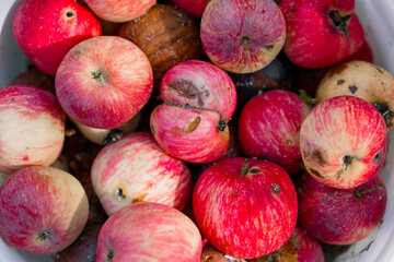 Rustic Harvest of Bruised Red Apples in Bowl: Still Life Photography, Food Decay, Natural Textures,...
