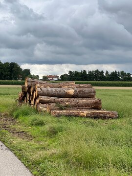 Ein Stapel frisch gef&auml;llter, grober Baumst&auml;mme liegt am Rand eines Feldes, im Hintergrund sind eine Baumreihe und ein Wohnhaus unter einem bew&ouml;lkten, dramatischen Himmel zu sehen.