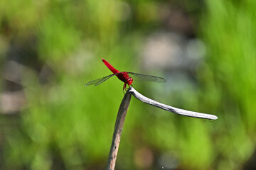 ハスの枯れ木茎にとまったショウジョウトンボ