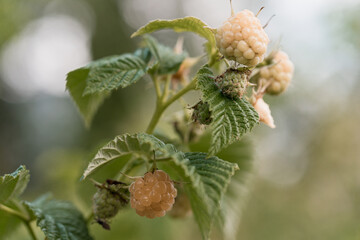 Golden Raspberry Development on Branch, Unripe Fruit Closeup, Green Leaves, Natural Light,...