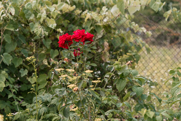 Vibrant Red Roses Blooming Amid Lush Green Foliage With Wire Fence Background, Rustic Garden Scene,...