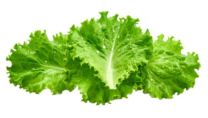 Fototapeta premium Lettuce Leaves Drops of Water, Isolated on Transparent Background 