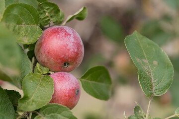 Red Apples on Branch with Green Leaves Close-up Orchard Fruit, Natural Sunlight, Rustic Garden...