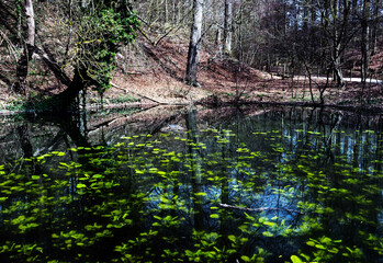 Tranquil Forest Pond with Reflections and Lily Pads, in Brussels, Belgium