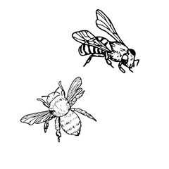 Flies, bumblebees and bees, a set of silhouettes in black and white sketch. Vector illustration. A simple drawing of insects with wings, isolated on a white background.