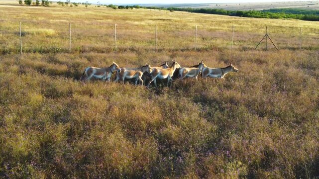 Aerial photography of a group of Onagers (Equus hemionus) walking through the tall steppe grass along the fence of the acclimatization enclosure.