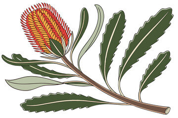 Illustration of a banksia flower branch with leaves an australian native plant perfect for design projects