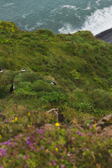 Lush Green Cliffside with Puffins Overlooking Icelandic Coastline