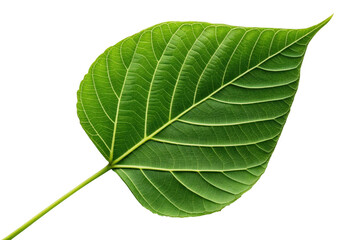 Obraz premium Single green leaf with detailed veins isolated on transparent background