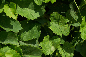 green leafs of grape bush