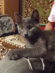 Gray cat lying on human lap.