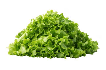 Fresh green leaf lettuce isolated on transparent background