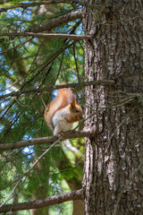 Red squirrel perched on tree branch amidst lush green pine needles, with close-up view of tree...