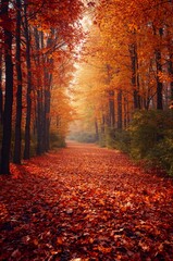 Obraz premium autumn in the forest