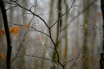 Frost covered spider web on a thin twig with spooky fog grey forest background, Halloween themed