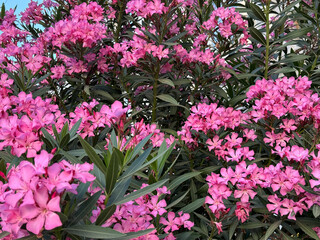 lots of pink spring flowers background