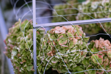 Hydrangea seedlings in pots. Flowers in a modern greenhouse. Greenhouses for growing flowers....