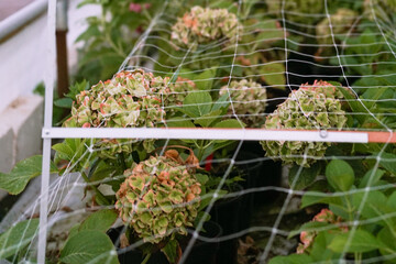 Hydrangea seedlings in pots. Flowers in a modern greenhouse. Greenhouses for growing flowers....