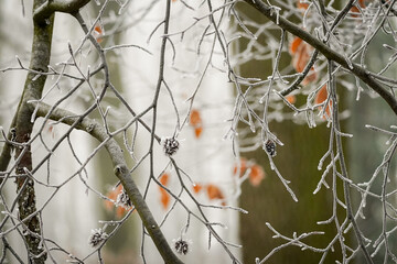 Frozen grey tree branches with frosty ice edges and foggy forest background, natural pattern