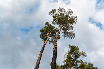 A bottom-up view of two tall pine trees standing side by side against a cloudy sky