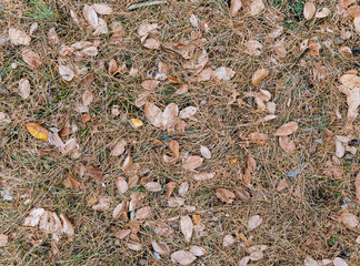 Dry autumn leaves and pine needles cover the grass in a dense layer