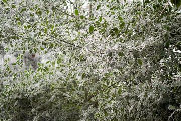 European holly (Ilex aquifolium) leafs with white ice frost edges reflecting the the light on the...