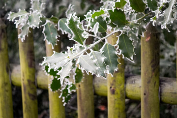 European holly (Ilex aquifolium) glossy spiky leaves with frosty edges and green wooden fence in...