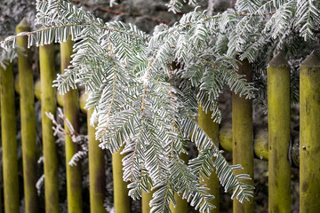 European silver fir (Abies alba) in the forest at cold temperatures with frosty edges and green...